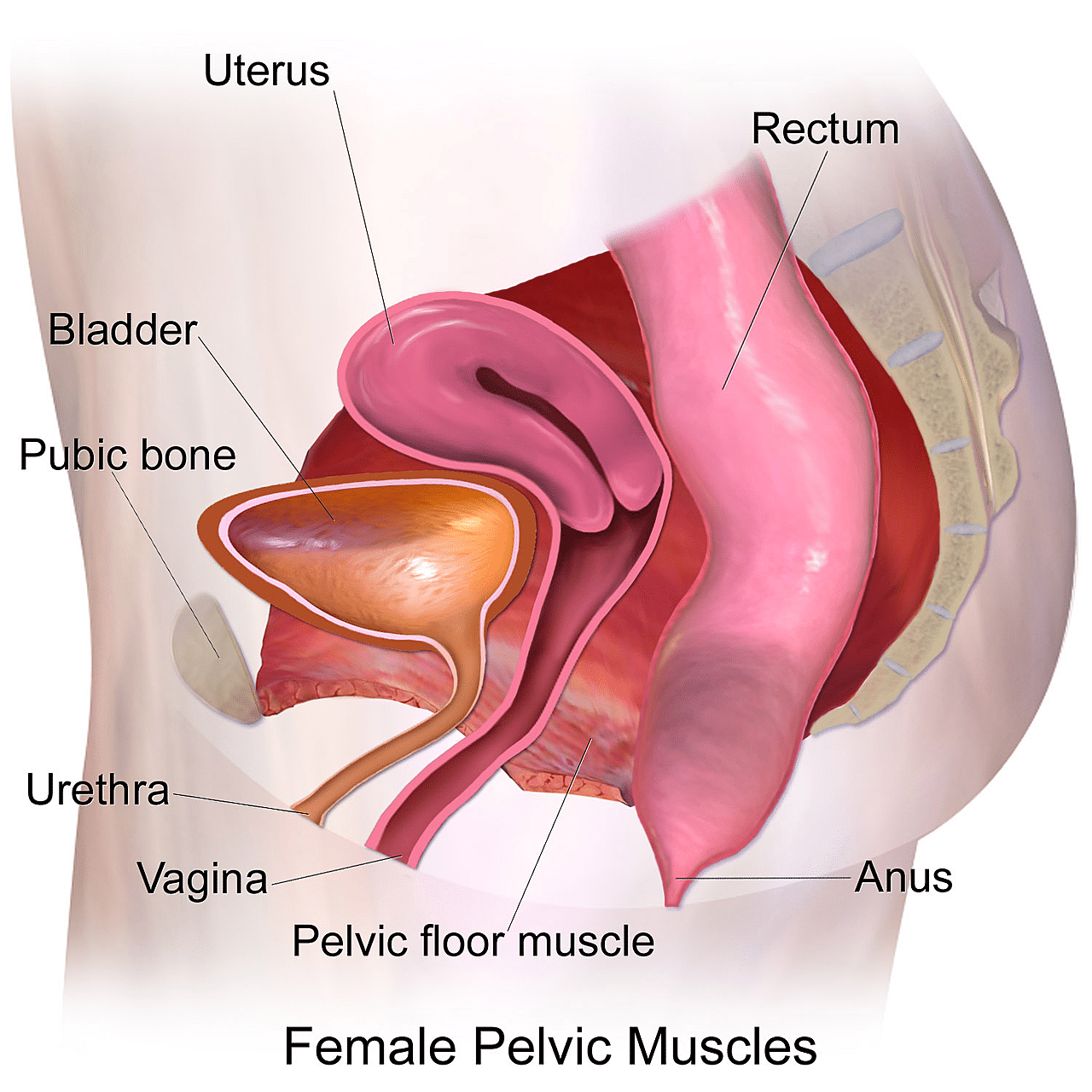 womans vagina